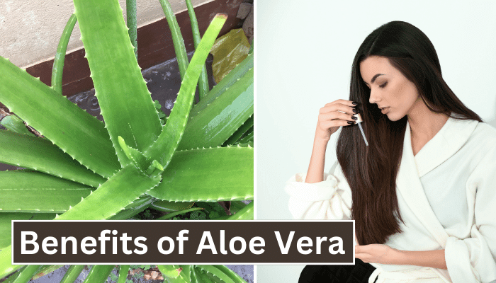 Benefits of Aloe Vera